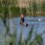 На озере, где купаются курганцы, погибли раки. «Похоже на экологическую проблему». ВИДЕО