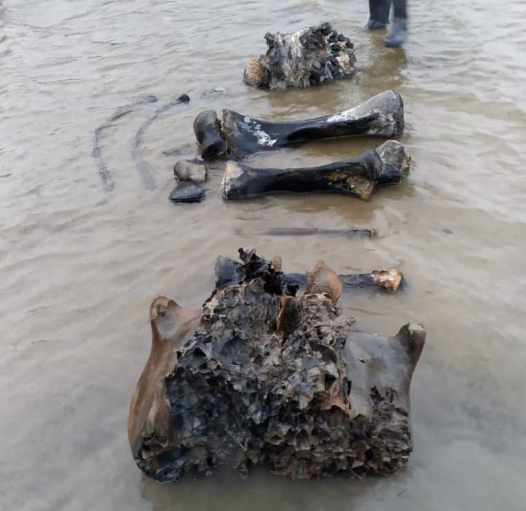 На озере в ЯНАО нашли останки мамонта. ФОТО