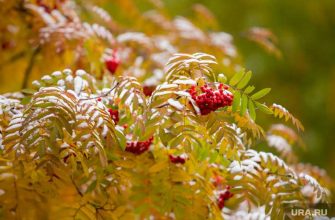 заморозки в Курганской области