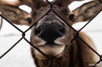 чем заняться в новый год