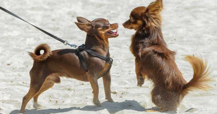 собаки социальная дистанция