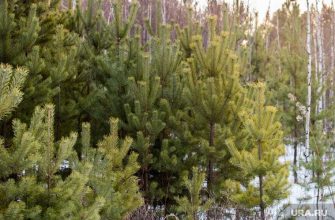 новогодняя елка нарушение