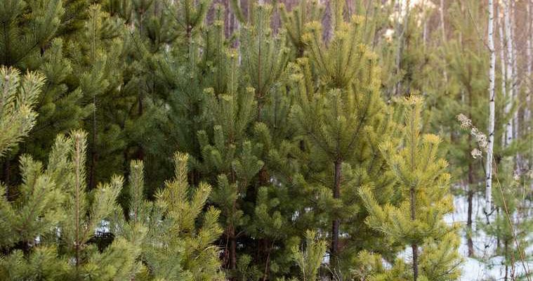 новогодняя елка нарушение