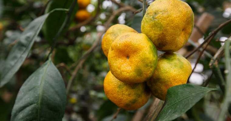 как хранить мандарины