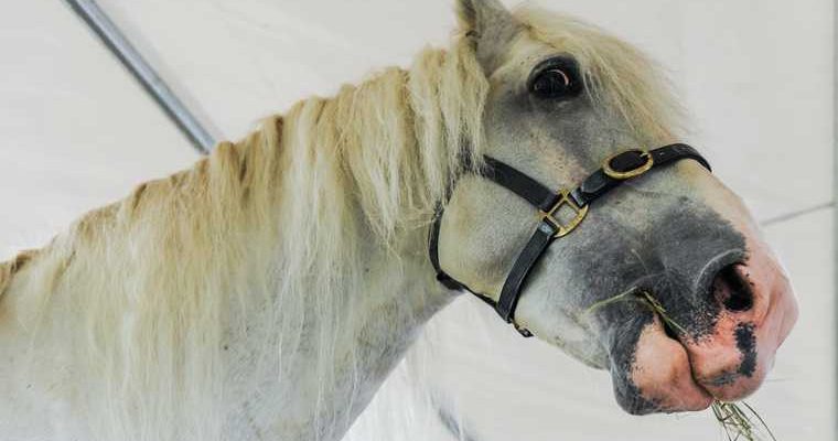 Челябинск буран снег зима погода ветер замерзли животные ГИБДД МЧС штормовое