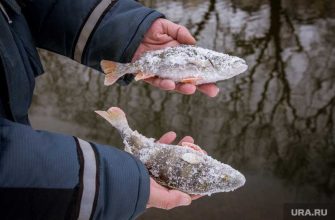 массовые сокращения рыболовов ЯНАО квоты на добычу белой рыбы