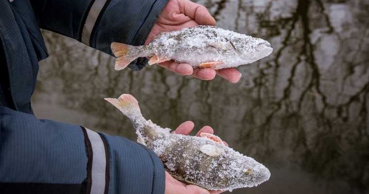 массовые сокращения рыболовов ЯНАО квоты на добычу белой рыбы