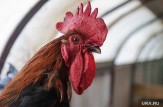 индия бойцовый петух нож убил хозяина