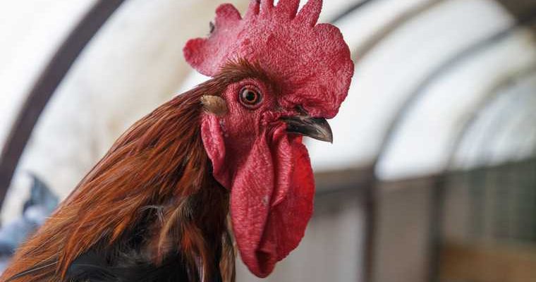 индия бойцовый петух нож убил хозяина