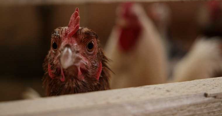 Как защититься от нового штамма птичьего гриппа