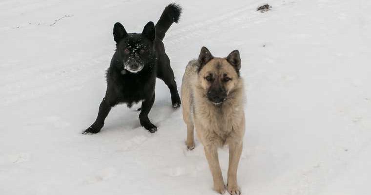 ЯНАО нападение собак Надым последствия компенсация пострадавшим