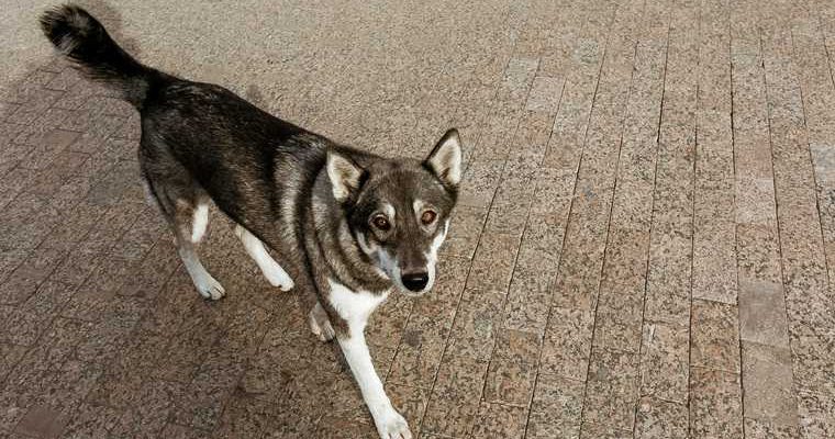 Хинштейн Бурматов Исаев о бездомных животных