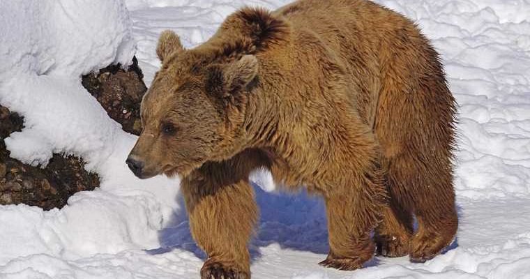 нападение медведицы