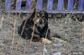 Бездомные собаки Курганская область