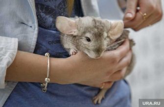 пожар в подпольном террариуме погибли сотни животных проверка прокуратуры