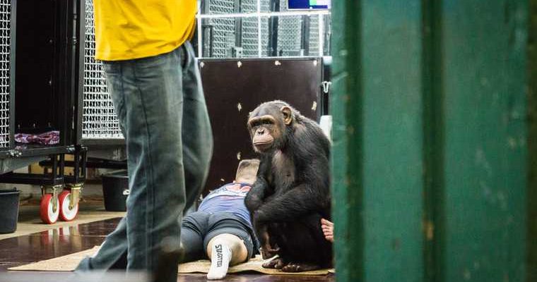 сбежала обезьяна Асбест Свердловская область