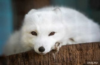 В ЯНАО впервые начнут ставить прививку хищникам. Из-за них на карантин закрывали целые поселения