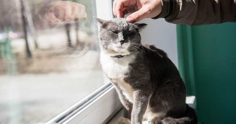 в Госдуме РФ рассмотрят ограничение для хозяев собак и кошек