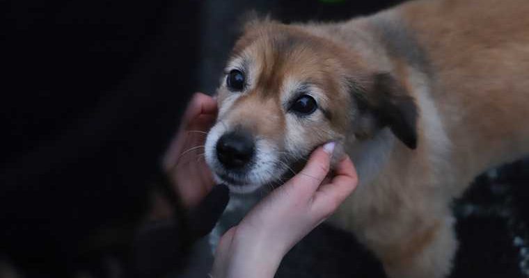 жестокое обращение животные пес собака кошка смерть лопата убийство