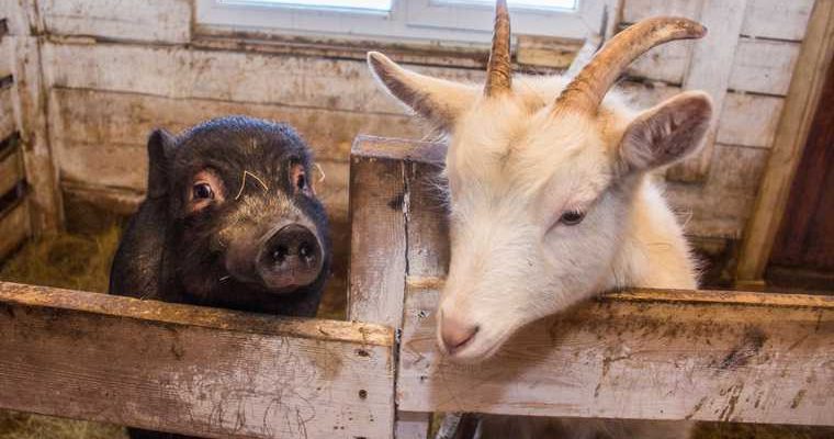 штрафы за нарушения правил разведения скота