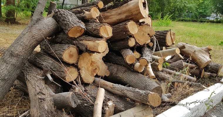 вырубка деревьев Курган