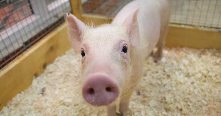 сальмонелла в мясе