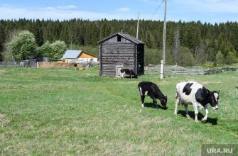сельский туризм