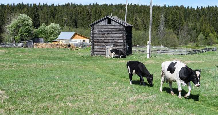 сельский туризм