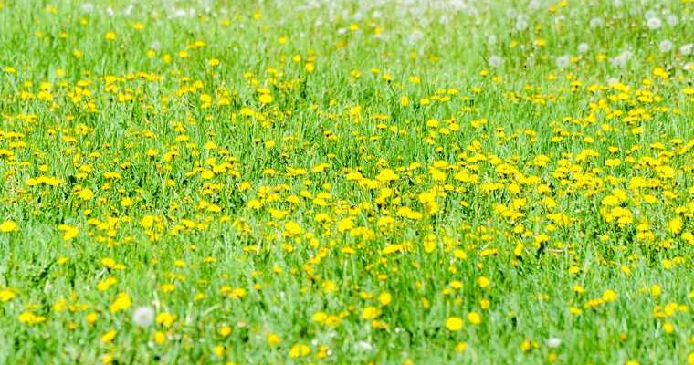 дача сорняки штраф мята одуванчик