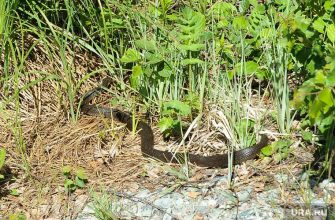 ползла по ступеням