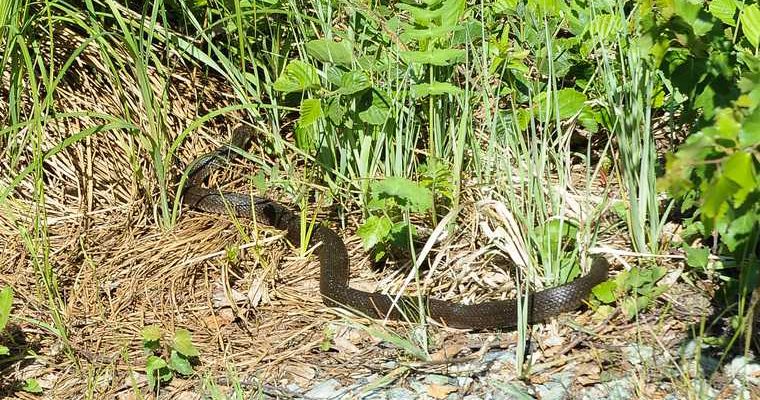 ползла по ступеням