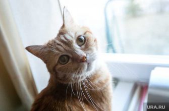 собаки и кошки