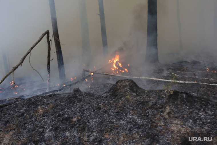 Лесные пожары в Тюменской области