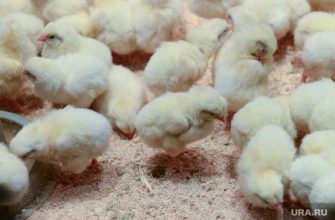 жириновский германия цыплята