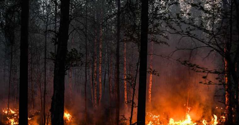 Глава Минприроды: два региона занижают данные о лесных пожарах