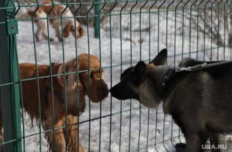 приют для собак &laquo;Счастье в дом&raquo; Хаски Екб Екатеринбург закрытие проверка Роспотребнадзора
