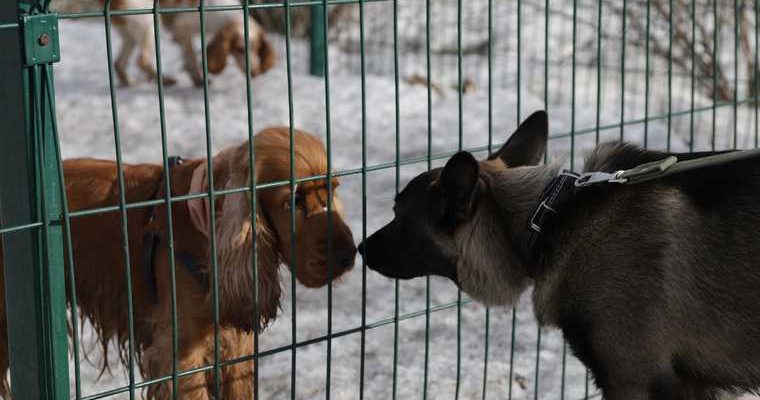 приют для собак «Счастье в дом» Хаски Екб Екатеринбург закрытие проверка Роспотребнадзора