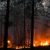 В ХМАО возобновились лесные пожары