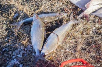 отравление