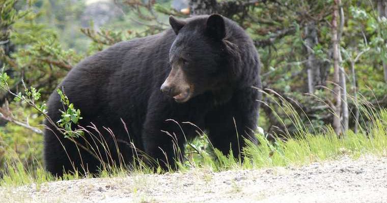 медведь Сургут улица Толстого и Крылова полиция патруль чиновники мэрия ХМАО