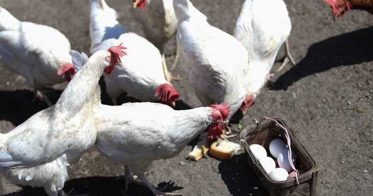 птичий грипп