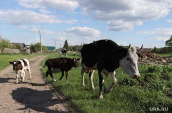 численность скота птицы Курганской области 2021 год